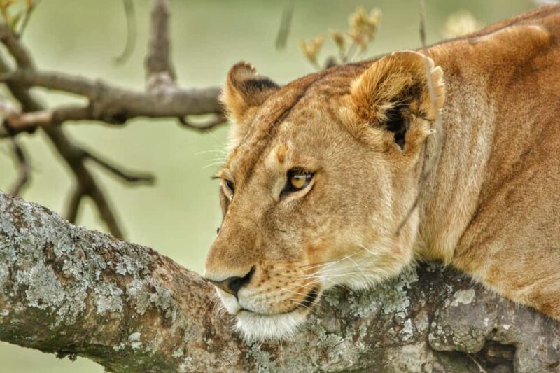 Tanzania: 5-Day Northern Circuit Safari with Accommodation - Who Is This Tour Best For?
