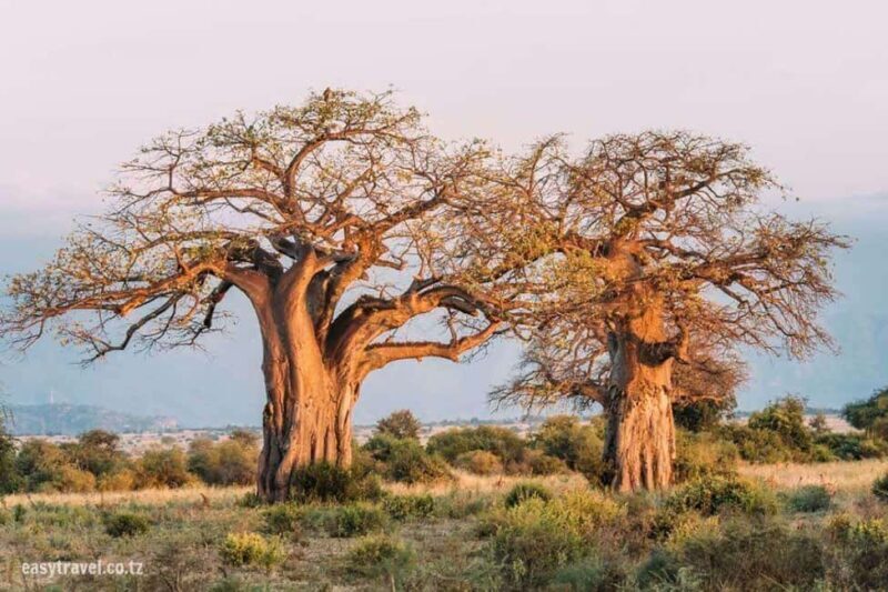 Tanzania: 5-Day Safari Tanzanian geo-nature. - Key Points