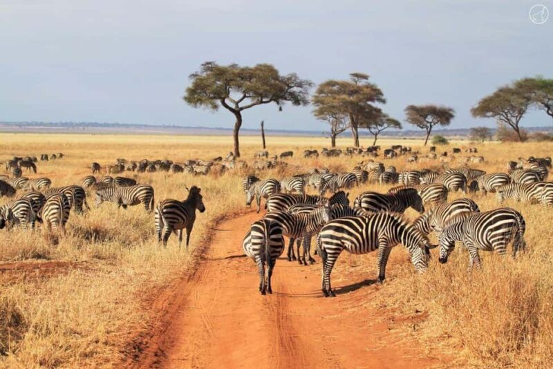 Tanzania: 5-Day Safari Tanzanian geo-nature. - Introduction: The Appeal of a 5-Day Tanzanian Safari