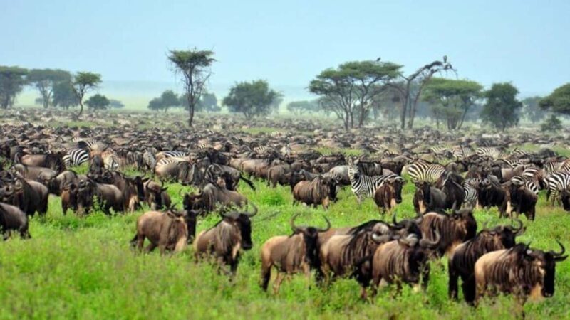 Tanzania: 5-Day Safari Tanzanian geo-nature. - What Makes This Safari Worth It?