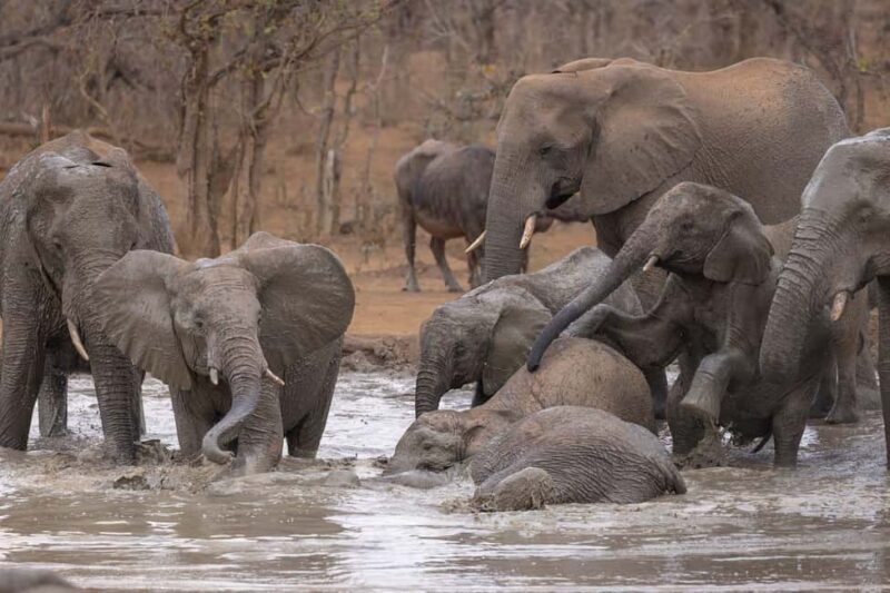 Tanzania: 5-Day Safari to Ngorongoro Crater and Serengeti - Tanzania: 5-Day Safari to Ngorongoro Crater and Serengeti
