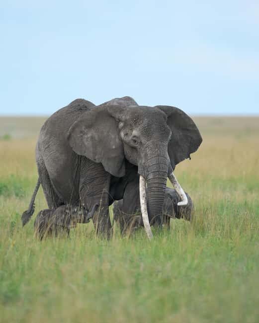 Tanzania: 5-Day Safari to Ngorongoro Crater and Serengeti - Key Points