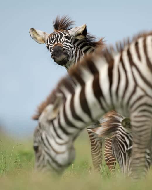 Tanzania: 5-Day Safari to Ngorongoro Crater and Serengeti - Who Would Love This Safari?