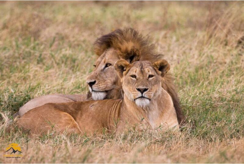 Tanzania: 5-Day Safari to Tarangire, Ngorongoro, and Manyara - An In-Depth Look at the 5-Day Safari Experience