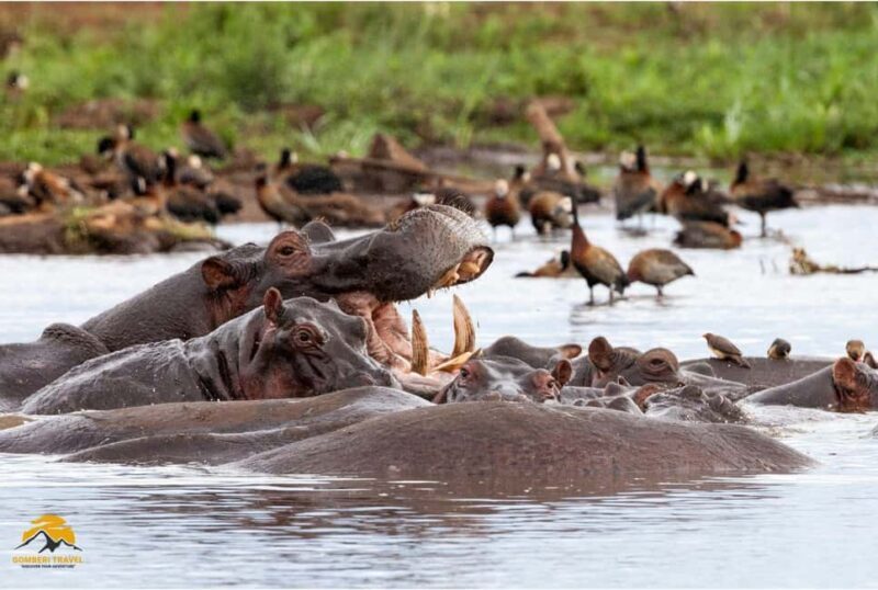 Tanzania: 5-Day Safari to Tarangire, Ngorongoro, and Manyara - Authenticity and Unique Aspects