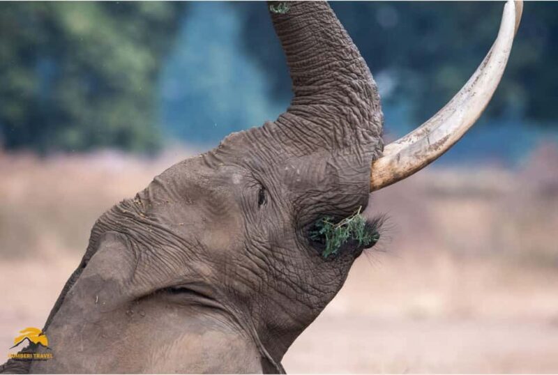Tanzania: 5-Day Safari to Tarangire, Ngorongoro, and Manyara - Who Is This Safari Best For?