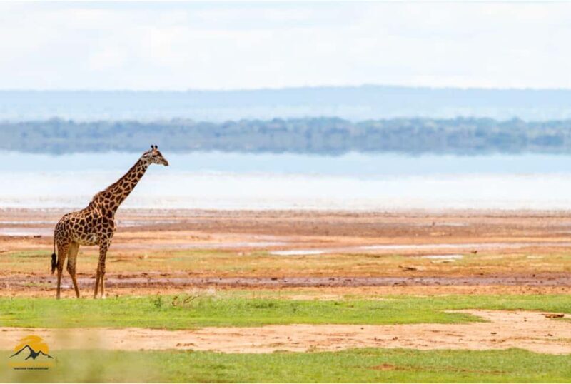 Tanzania: 5-Day Safari to Tarangire, Ngorongoro, and Manyara - FAQ