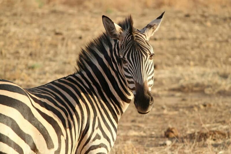 Tanzania: 5-Day Tarangire, Ndutu, and Ngorongoro Safari - Price & Value Analysis  