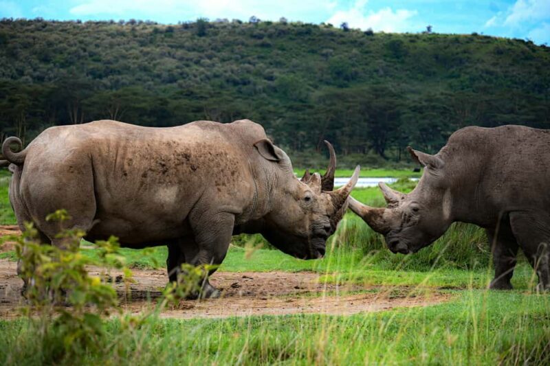 Tanzania: 5-Day Tarangire, Ndutu, and Ngorongoro Safari - Final thoughts  