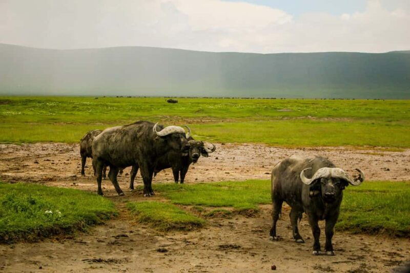 Tanzania: 5-Day Tarangire, Ndutu, and Ngorongoro Safari - FAQ  