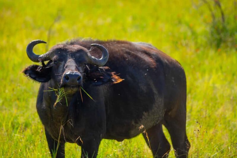 Tanzania: 6-Day Great Migration Safari - Key Points