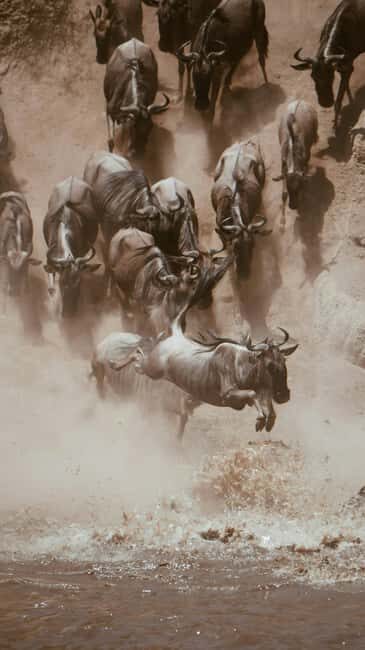 Tanzania: 6-Day Great Migration Safari - Practical Tips for Travelers
