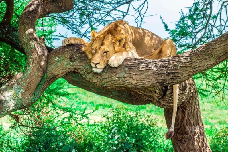 Tanzania: 6-Day Great Migration Safari - FAQ