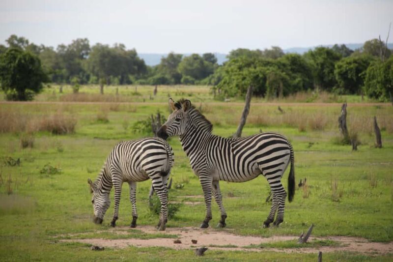 Tanzania: 6-Day Luxury Lodge Safari - Exploring the 6-Day Tanzanian Safari in Detail