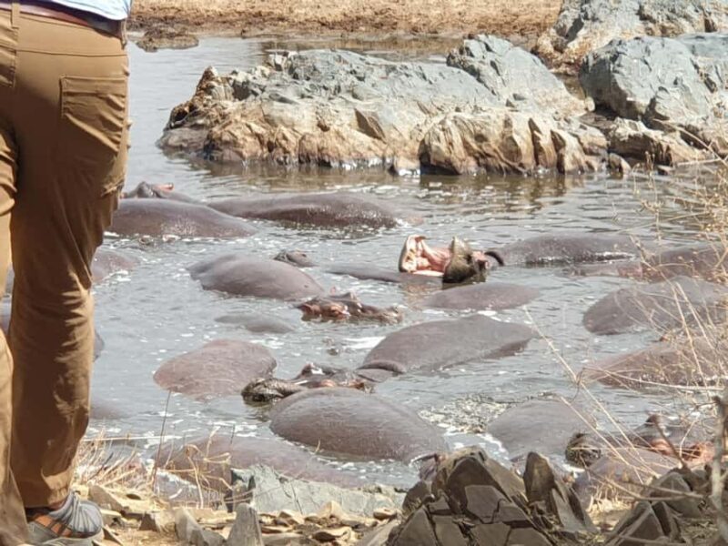 Tanzania: 6-Day Luxury Safari to Serengeti and Ngorongoro - Practical Tips for Your Safari