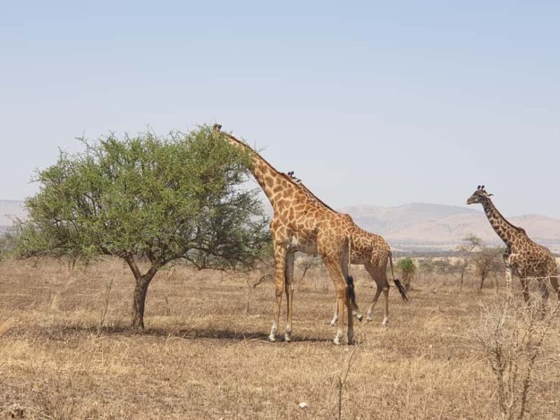 Tanzania: 6-Day Luxury Safari to Serengeti and Ngorongoro - FAQs