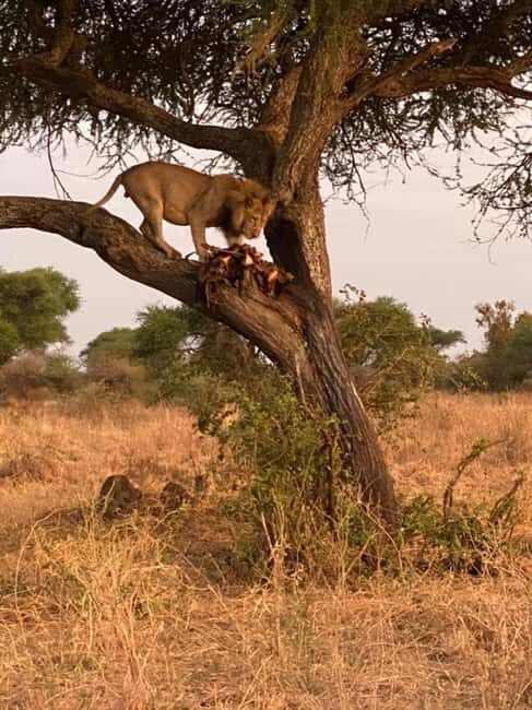 Tanzania: 6-Day Safari to Lake Manyara, Serengeti, and More - An In-Depth Look at the 6-Day Tanzanian Safari