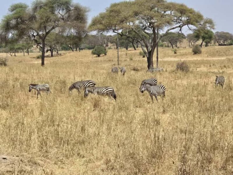 Tanzania: 6-Day Safari to Lake Manyara, Serengeti, and More - The Sum Up