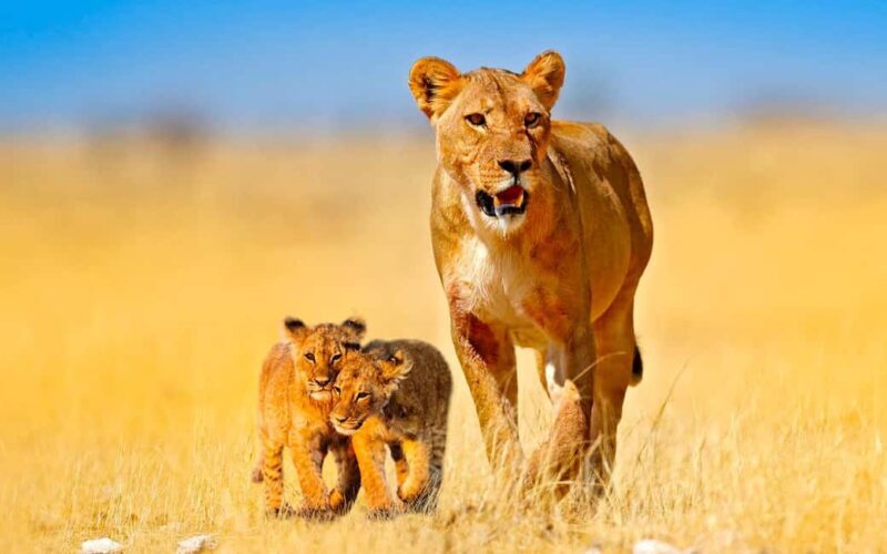 Tanzania: 6 Days Wildlife & Culture Safari Adventure - Key Points