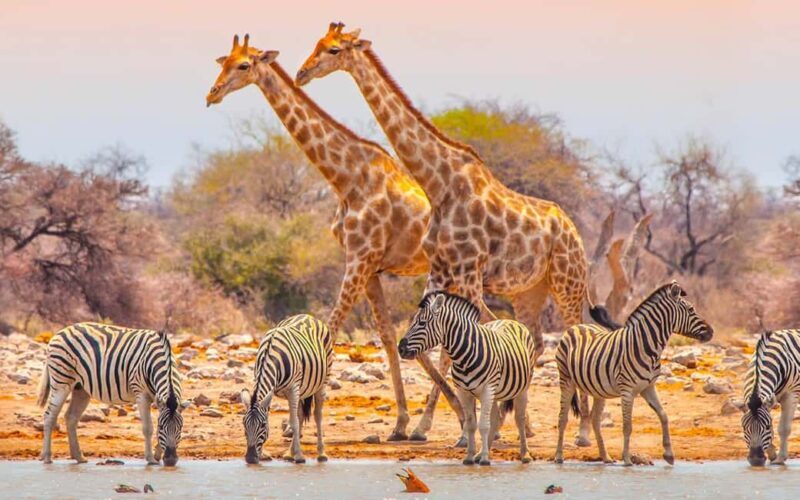 Tanzania: 6 Days Wildlife & Culture Safari Adventure - A Complete Breakdown of the 6-Day Safari Experience