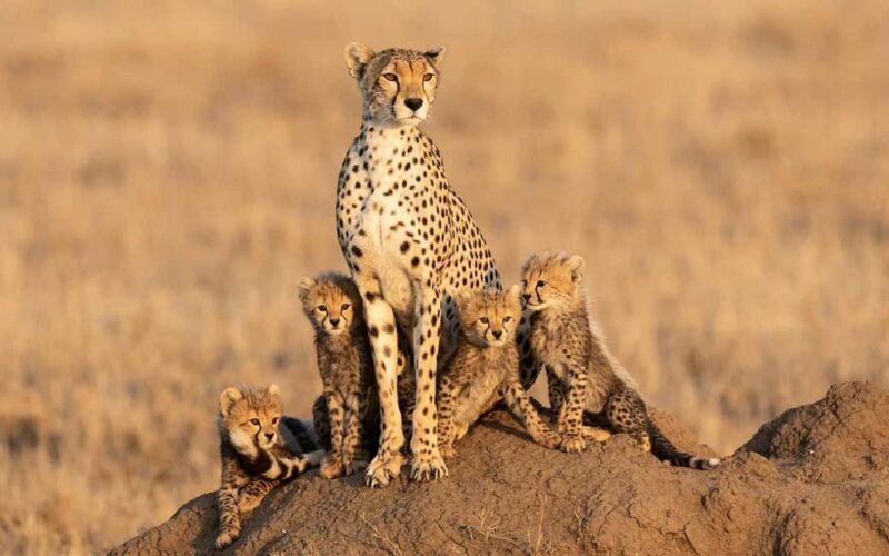 Tanzania: 6 Days Wildlife & Culture Safari Adventure - The Value of This Safari Experience