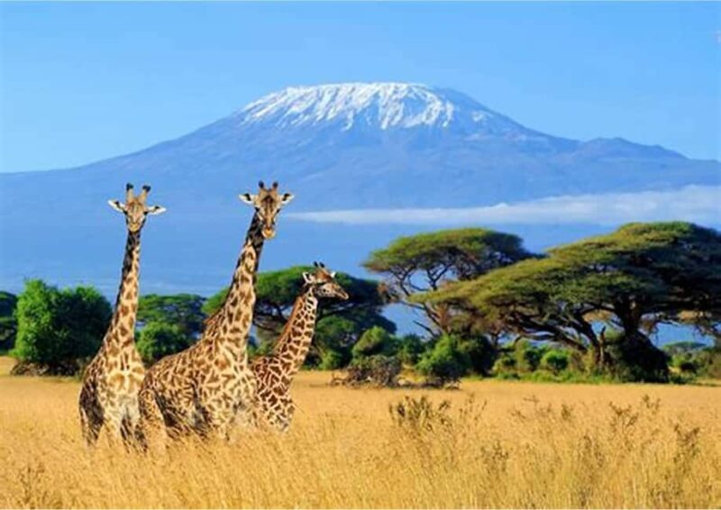 Tanzania: 7-Day Big Five Safari Adventure with Lodging - Detailed Review of the 7-Day Tanzania Safari