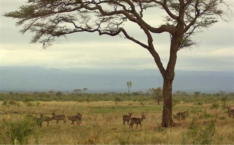 Tanzania: 7-Day Big Five Safari Adventure with Lodging - The Sum Up