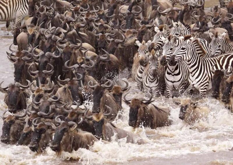 Tanzania: 7-Day Budget Lodge Safari with Accommodations - Key Points