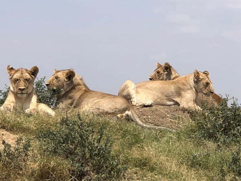 Tanzania: 7-Day Budget Lodge Safari with Accommodations - Introduction: What to Expect from This Tanzania Safari