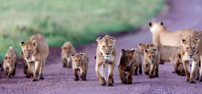 Tanzania: 7-Day Budget Lodge Safari with Accommodations - The Experience of Wildlife Viewing