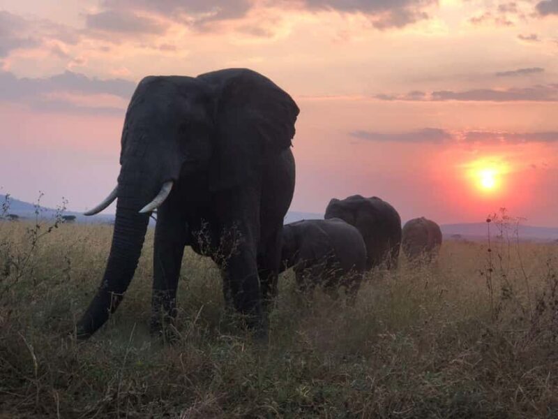 Tanzania: 7-Day Budget Lodge Safari with Accommodations - Frequently Asked Questions