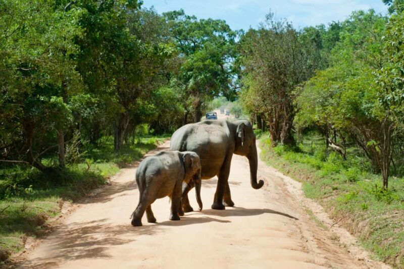 Tanzania: 7-Day Camping Safari to Serengeti & Ngorongoro - The Value of This Safari Experience