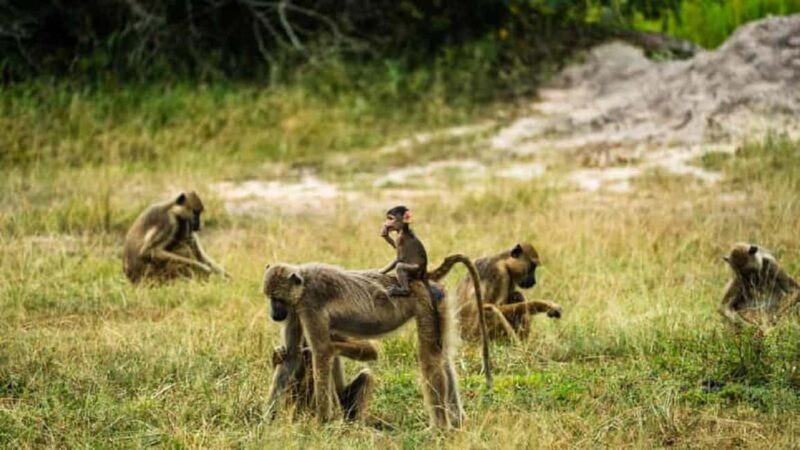 Tanzania: 7-Day Cultural and Nature Discovery Tour - Key Points