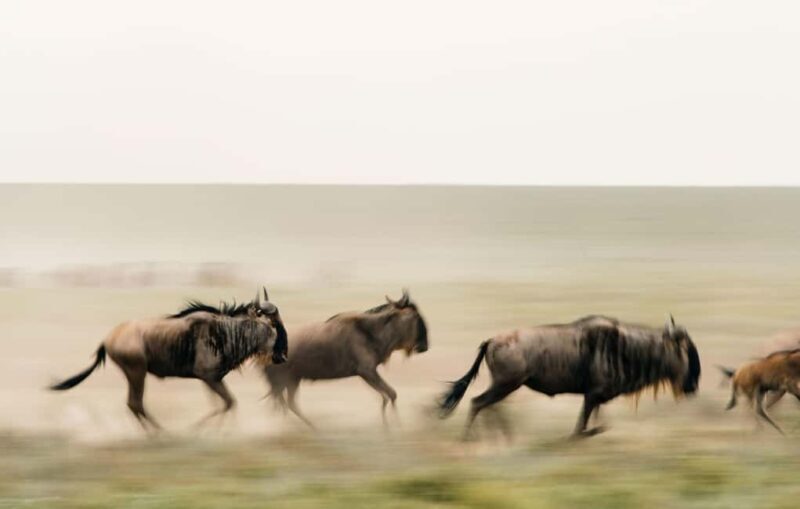 Tanzania: 7 Day Luxury Safari - Introduction