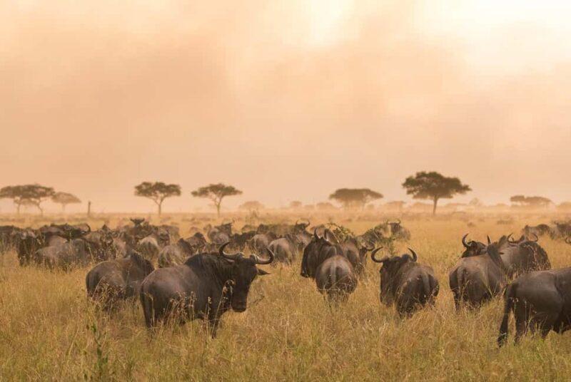 Tanzania: 7 Day Luxury Safari - Key Points