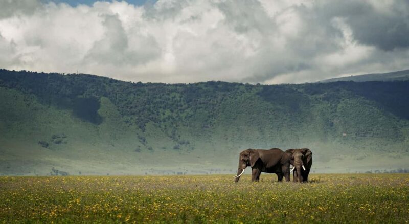 Tanzania: 7 Day Luxury Safari - The Experience: Comfort Meets Adventure
