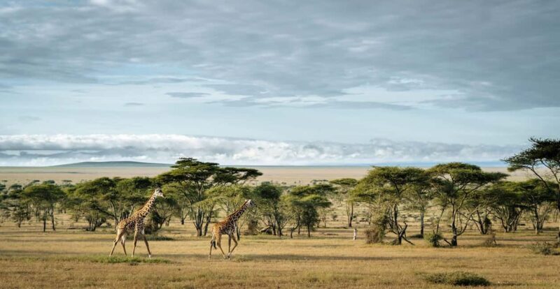 Tanzania: 7 Day Luxury Safari - Final Thoughts