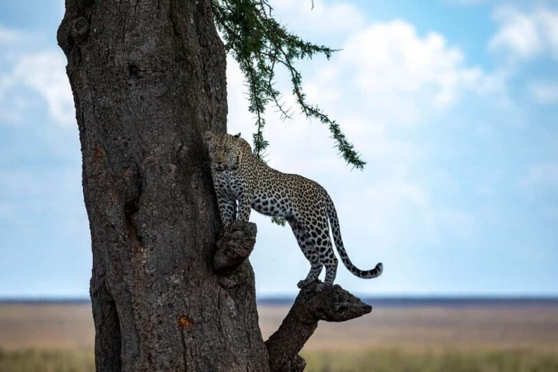 Tanzania: 7 Day Luxury Safari - FAQ
