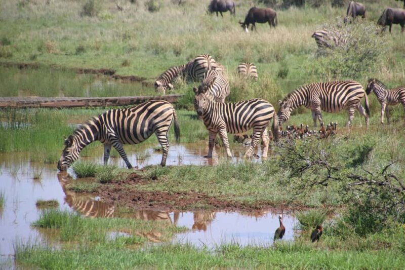 Tanzania: 7-Day Luxury Safari to Serengeti, Ngorongoro - Key Points  