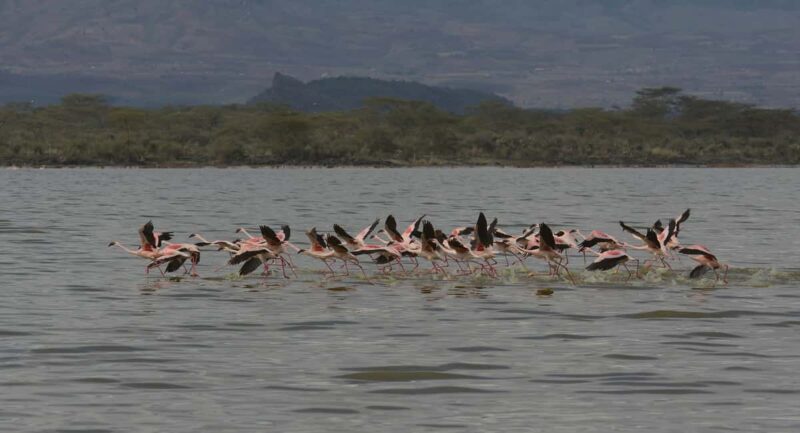 Tanzania: 7-Day Luxury Safari to Serengeti, Ngorongoro - Exploring the Itinerary in Detail