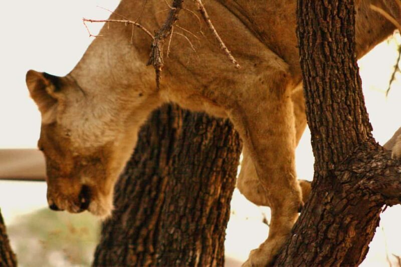 Tanzania: 7-Day Luxury Safari with Serengeti & Ngorongoro - Who Would Love This Experience?  