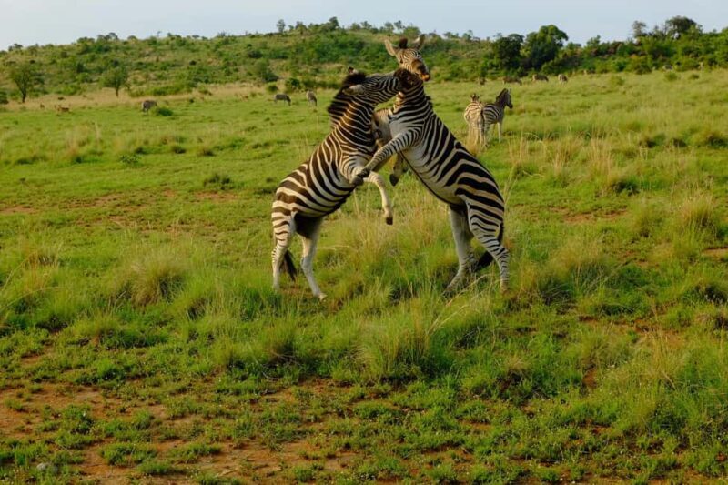 Tanzania: 7-Day Wildlife Tour and Romantic Zanzibar Island - Key Points
