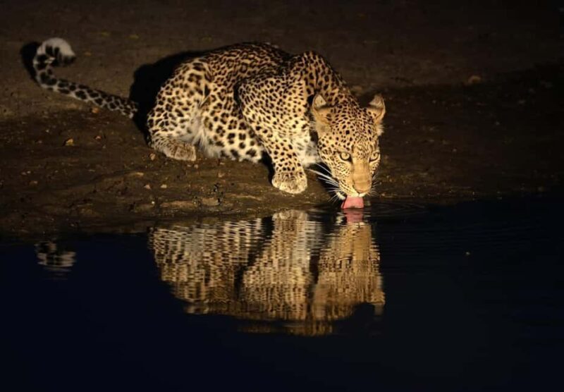 Tanzania: 7-Day Wildlife Tour and Romantic Zanzibar Island - An In-Depth Look at the Safari Experience