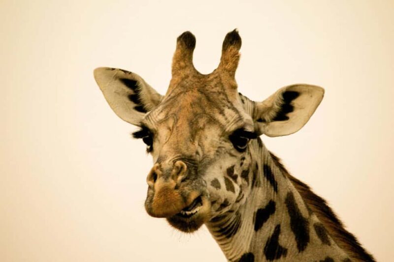 Tanzania: 7-Day Wildlife Tour and Romantic Zanzibar Island - The Value of This Tour