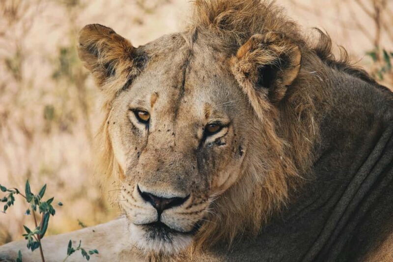 Tanzania: 7-Day Wildlife Tour and Romantic Zanzibar Island - Frequently Asked Questions