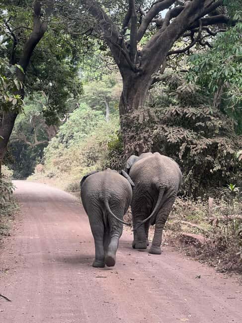 Tanzania: 8-Day Private Safari - FAQ
