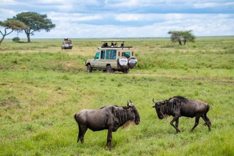 Tanzania: 8 Days Drive In Fly Out Luxury Safari - Final Thoughts