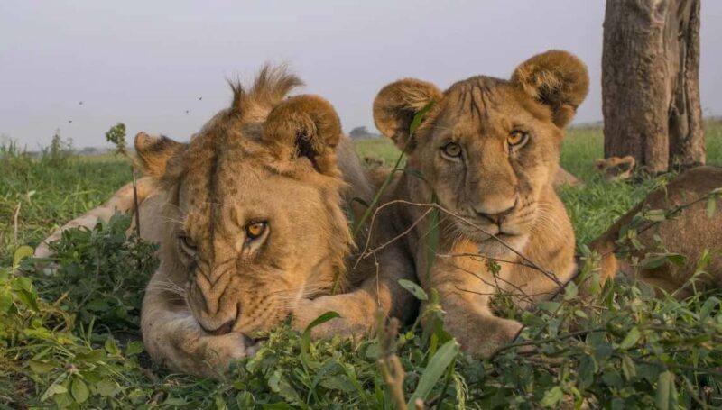 Tanzania: 9-Day Safari and Zanzibar Beach Tour - An In-Depth Look at the 9-Day Tanzanian Safari and Zanzibar Tour