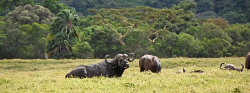 Tanzania: 9-Day Safari and Zanzibar Beach Tour - The Value of This Tour
