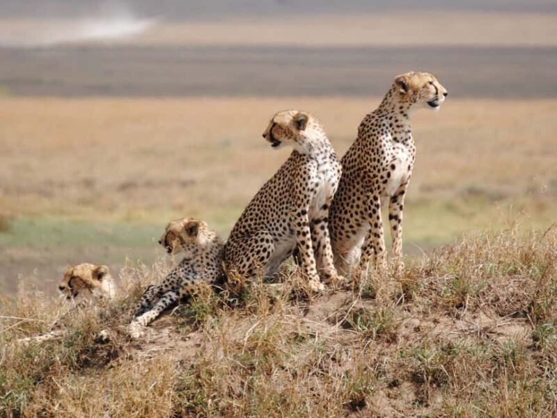 Tanzania and Zanzibar: 12-Day Honeymoon Adventure - Key Points